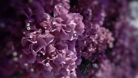 lilacs - flowers, lilacs, petals, plant