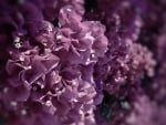 lilacs