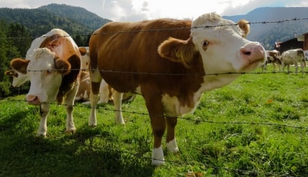 Cow - animal, cow, grass, herd