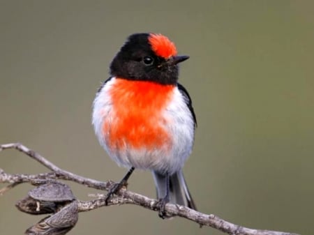 Red Capped Robin - bird, robin, branch, animal, red, capped