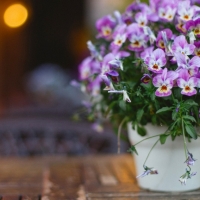 To our dear friend Alexandra66