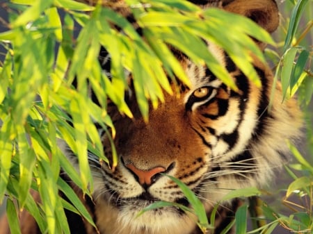 Watch out for the tiger! - danger, photography, india, forest, fullscreen, photo, beast, cat, watch, nature, plants, leaf, asia, animals