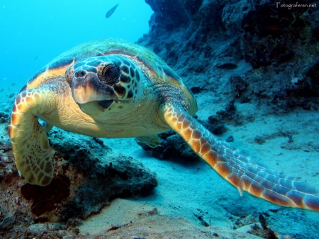 turtle - rock, turtle, sea, blue