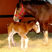 Budweiser Baby Horse