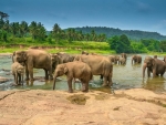 elephants