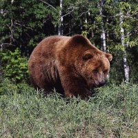 brown bear