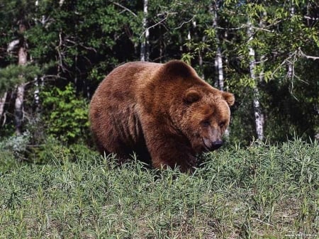 brown bear - tree, brown, bear, grass