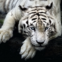 white tiger