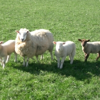 Sheep family