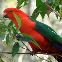Red Parrot,Australian King Parrot