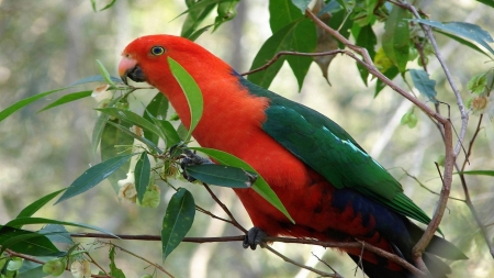 Red Parrot,Australian King Parrot - bird, branches, animal, red, parrot