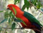 Red Parrot,Australian King Parrot