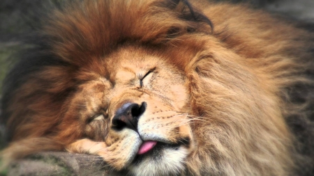 Sleeping lion