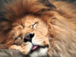 Sleeping lion