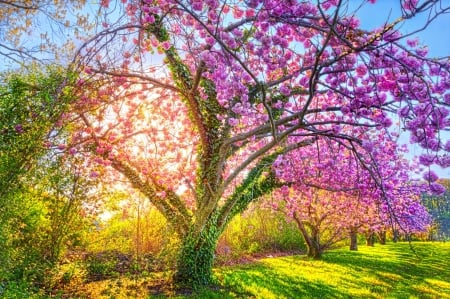 Spring tree - blossom, green, spring, flower, pink, tree