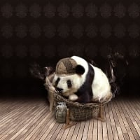 Funny panda bear