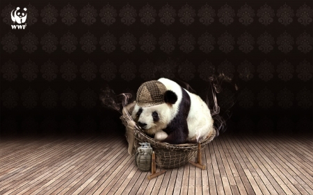 Funny panda bear - bear, black, fantasy, white, funny, panda, luminos