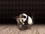 Funny panda bear