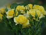 Bouquet of Yellow Roses