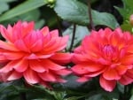 Pink Dahlias