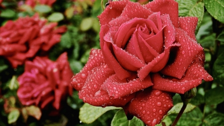 Red Rose with Waterdrops - nature, macro, roses, red, petals, flowers, drops