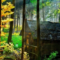 Wooden House in Forest