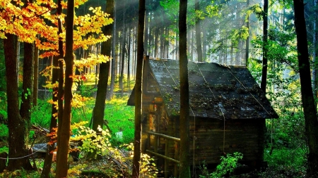 Wooden House in Forest - house, trees, wooden, nature, rays, forest