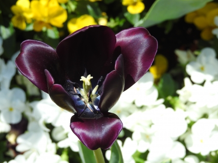 Burgundy Poppy