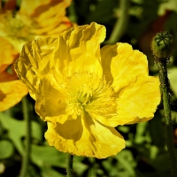 Yellow Poppy