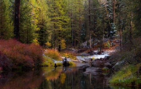 Forest - nature, hd, landscape, forest, river, wate