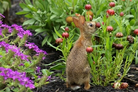 rabbit - flowers, rabbit, animal, grass