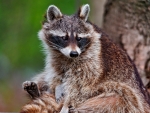 raccoon