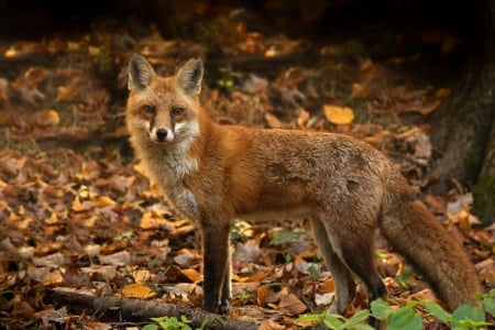 Fox - vulpe, animal, fox, autumn, red, leaf