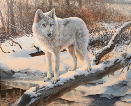 White wolf - lup, iarna, winter, wolf, white, painting, art, luminos, animal, pictura