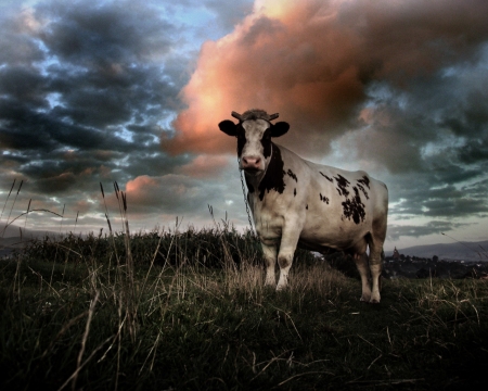 A cow - sky, cow, grass, animals