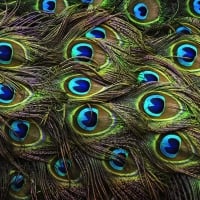 Peacock feathers