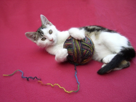 Kitten - pisica, kitten, paw, cute, pink, cat, wool ball