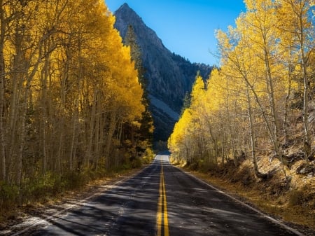 Autumn Road - birch, road, trees, nature, mountain, autumn