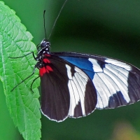 Sapho Longwing Butterfly