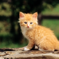 Fluffy Red Kitty