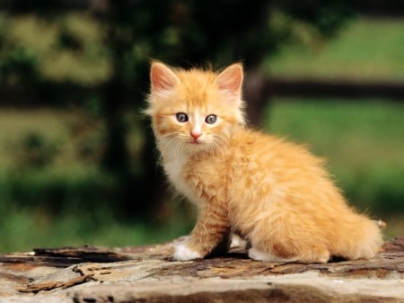 Fluffy Red Kitty - fluffy, cat, red, kitty, animal