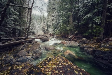 Beautiful Forest Stream in Fall - Streams, Trees, Leaves, Nature, Fall, Rocks, Forests