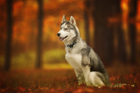 Siberian Husky - husky, bokeh, autumn, dog