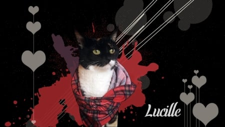 Lucille - meow, animal, feline, cute, cat, kitty