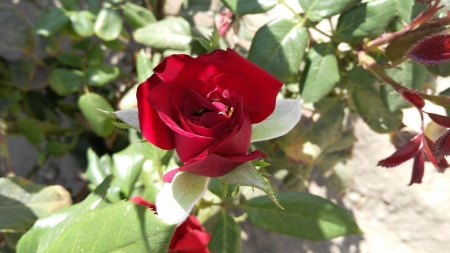 Love - love, garden, rose, red