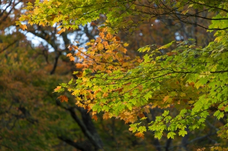 Autumn Colors - color, nature, tree, autumn