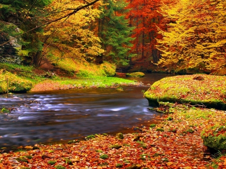 Autumn Tranquility - nature, autumn, trees, forest, river, leaves