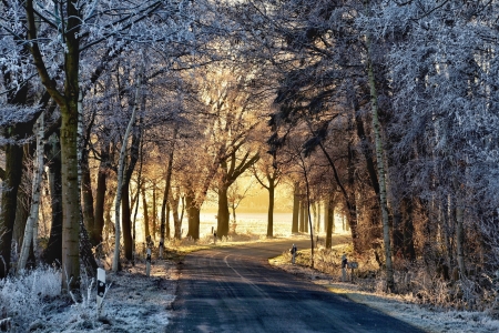 Snowy Road - nature, trees, forest, snow, snowy road, road, sunrise