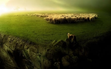 Near the cliff - fields, cliff, summer, mist, nature, sheep, twilight, green, fog, ravine, grass