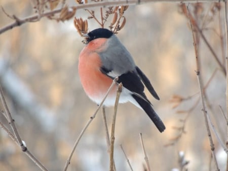 Winter Bullfinch - bird, bullfinch, branch, animal, winter, macro